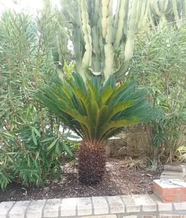Garden_EcoPool_Velez_Malaga_Jardineros_Mantenimiento_Piscinas_Electricistas_1__msi___jpeg-1920w